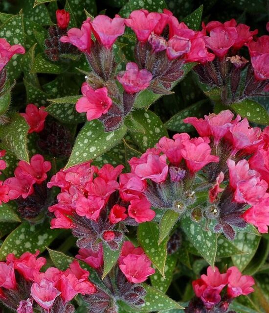 Pulmonaria Shrimps on the Barbie- lakacis